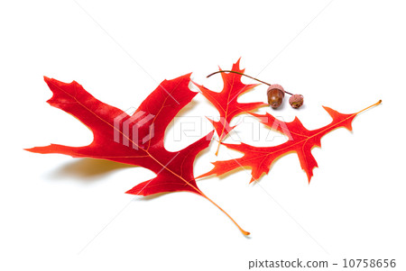 Red oak leaves and acorns Red oak leaves and acorns 10758656