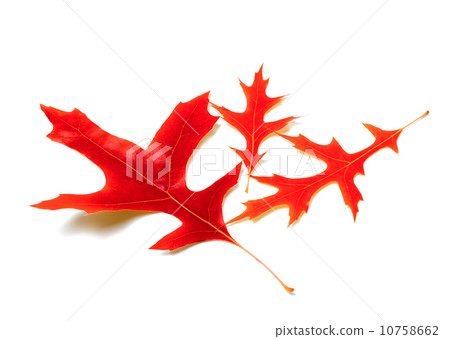 Three red leafs of oak Three red leafs of oak 10758662