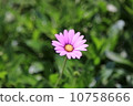 一朵花 10758666