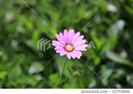 一朵花 一朵花 10758666