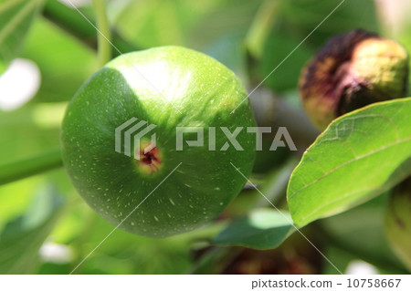 還是藍色水果 還是藍色水果 10758667
