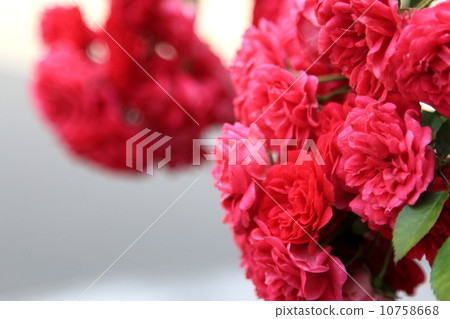 玫瑰鮮花 玫瑰鮮花 10758668