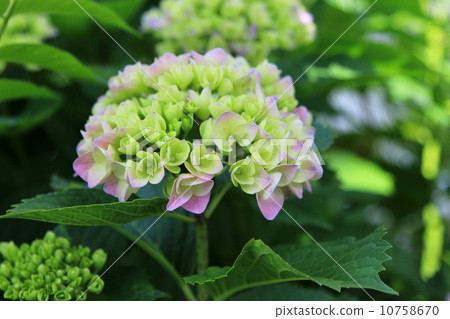 Hydrangea which started to color Hydrangea which started to color 10758670