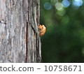 Cicadian shell 10758671