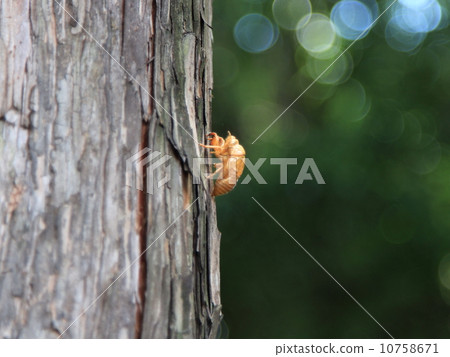 Cicadian shell Cicadian shell 10758671