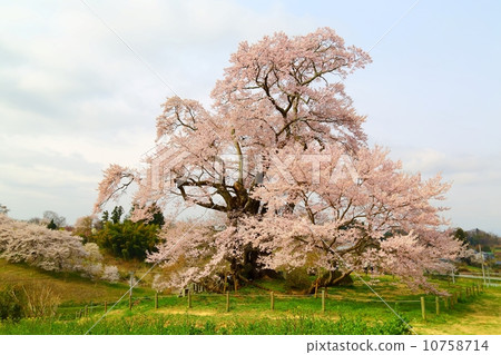 The great zakura of Shionogasaki 10758714