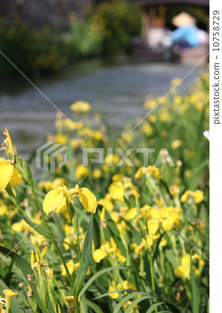 春天八幡護城河 春天八幡護城河 10758729