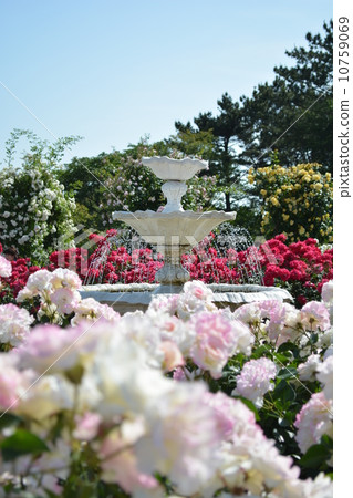 玫瑰和噴泉 玫瑰和噴泉 10759069