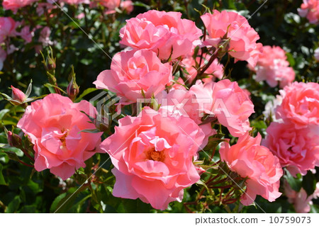 rose	 10759073