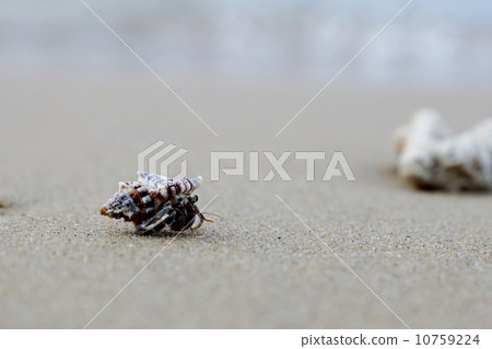 Hermit crab of Iriomote Island Tsukigahama 10759224
