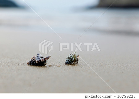 Hermit crab of Iriomote Island Tsukigahama 10759225