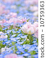 Nemophila and a rose 10759363