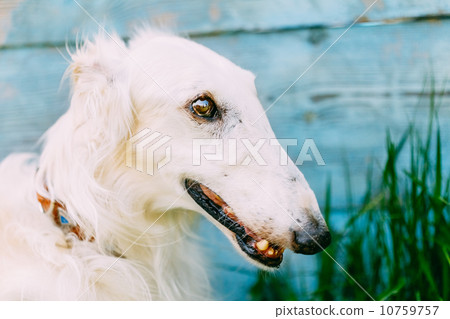 Dog Russian Borzoi Wolfhound Dog Russian Borzoi Wolfhound 10759757