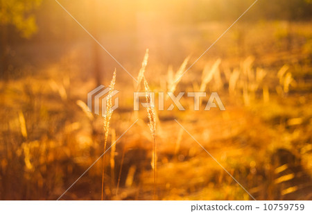 Dry Red Grass Field Meadow 10759759