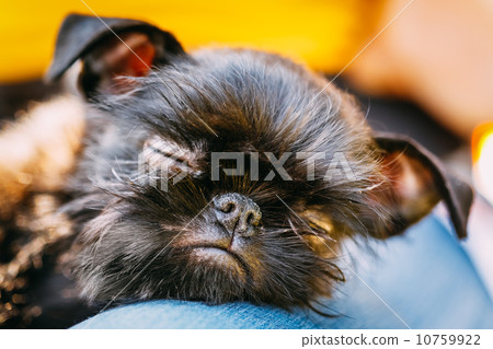 Black Dog Griffon Bruxellois (Brussels, Belge) Black Dog Griffon Bruxellois (Brussels, Belge) 10759922