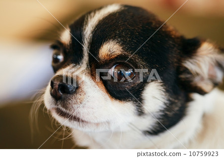 Chihuahua dog close up portrait 10759923