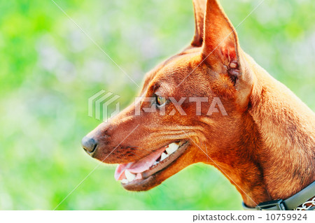 Close Up Brown Dog Miniature Pinscher Head 10759924