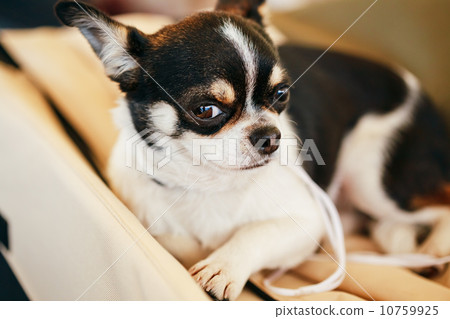 Chihuahua dog close up portrait 10759925