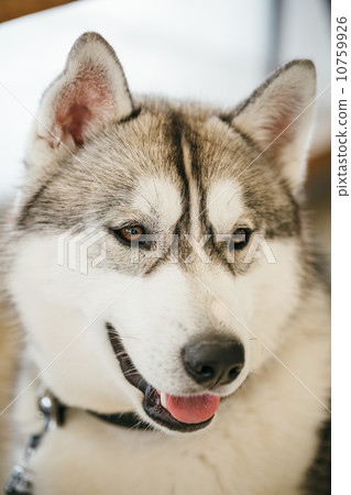 Gray Adult Siberian Husky Dog (Sibirsky husky) Gray Adult Siberian Husky Dog (Sibirsky husky) 10759926