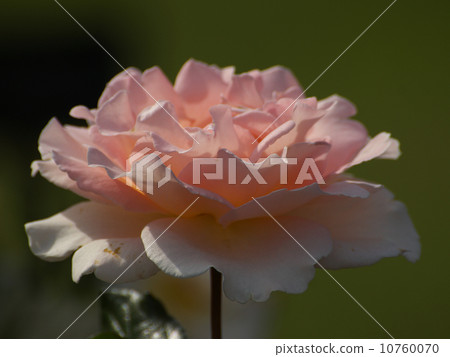 Spring corsage pale pink flowers 10760070