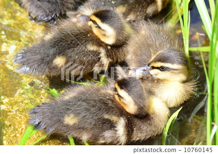 Baby girls in California in the pond 10760145