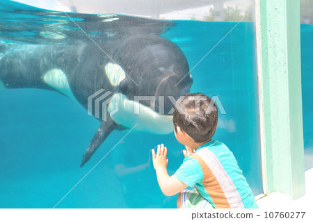 Frustration with a orca 10760277