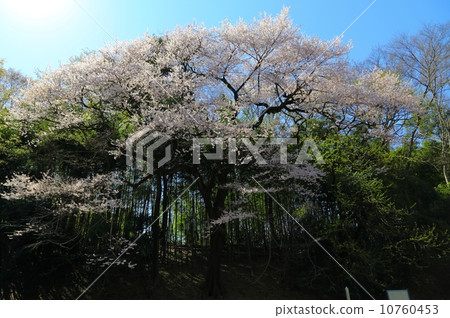 北本自然觀察公園Edohiganzakura 10760453