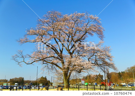 Lantern cherry trees Lantern cherry trees 10760474