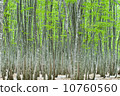 Beech forest spring 10760560