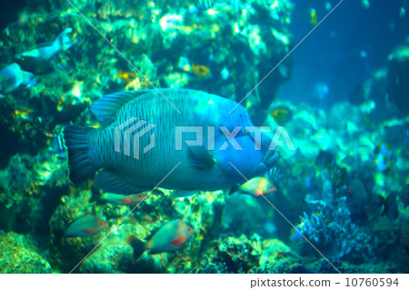 美麗海水族館拿破崙魚 10760594