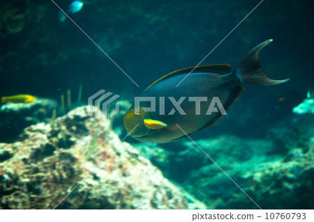 Kurohaugi Kurohaugi 10760793