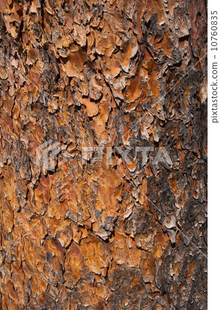 Pine bark color and shape Pine bark color and shape 10760835
