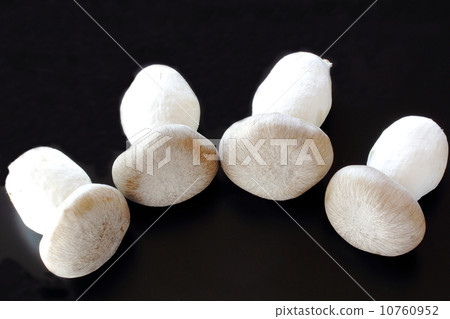 漢離褶傘菇 10760952