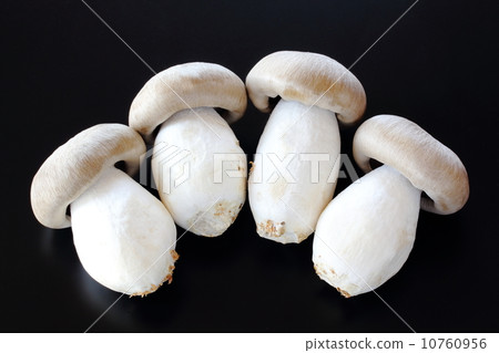 漢離褶傘菇 10760956