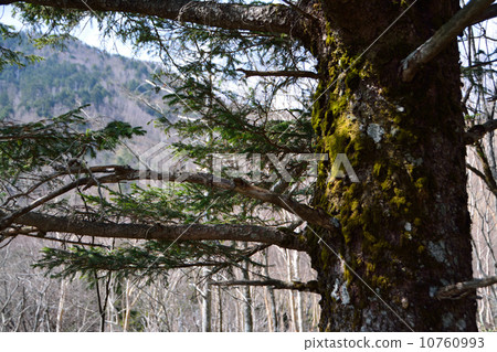 Oku Chichibu 10760993