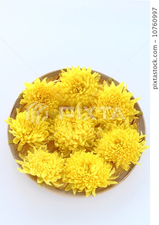 食用菊花 10760997