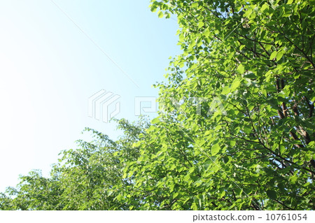 Fresh green leaves Fresh green leaves 10761054