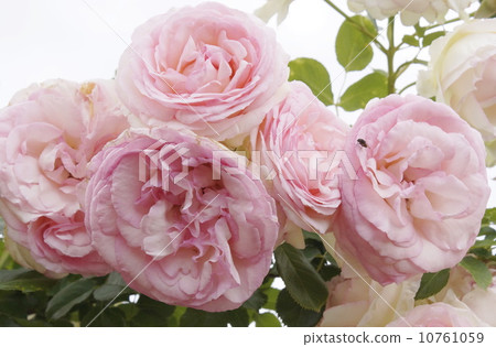 Rose climbing rose Rose climbing rose 10761059