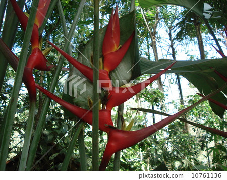 Red passionate flowers Red passionate flowers 10761136