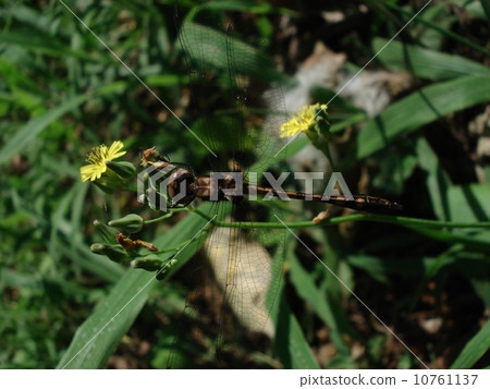 Dragonfly sticking to dandelions Dragonfly sticking to dandelions 10761137