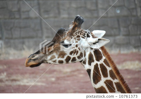 Giraffe Giraffe 10761373