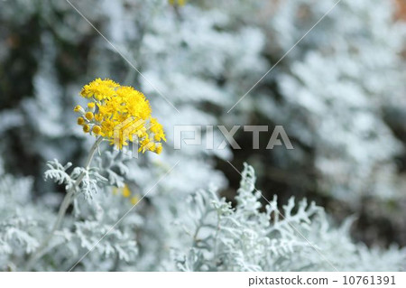 Shirota aegi 10761391