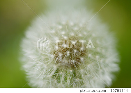 Fluff 10761544