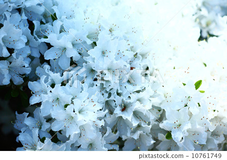 White crape azalea 10761749