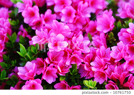 Pink-colored crustacea 10761750
