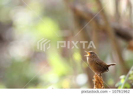 Misazaai Misazaai 10761962