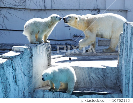 Polar bears 10762153