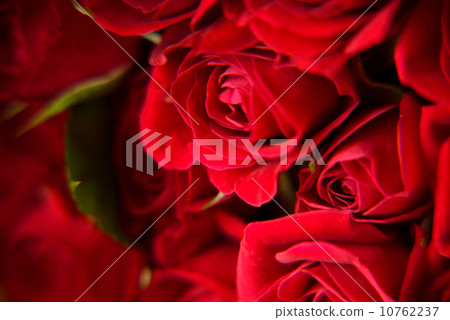 rose rose 10762237