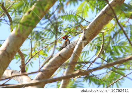 Nodoshimazu Kamiyu Bigera 10762411