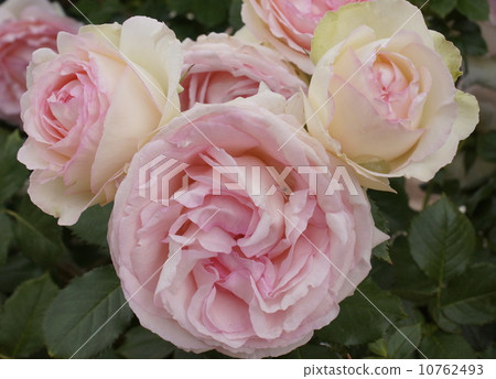 玫瑰 玫瑰 10762493